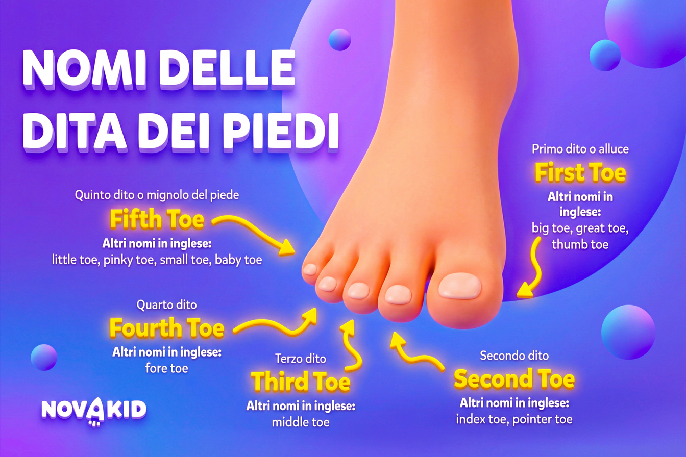 Tabella nomi dita piedi in inglese